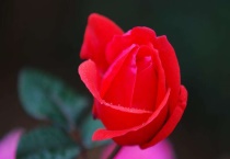 玫瑰花和月季花的区别？