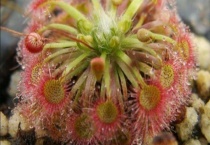 锦地罗如何开花