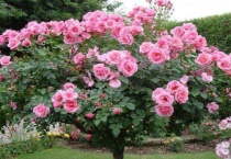 啬微和月季有什么区别？？