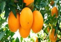 哪些水果含维C 维C水果一天吃几个