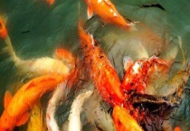 锦鲤白点病怎么治 锦鲤白点病的发生环境