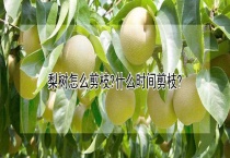 梨树怎么剪枝？什么时间剪枝？
