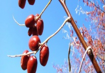 大沙枣是常绿还是落叶植物 附大沙枣的价值体现