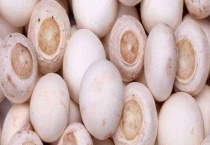 口蘑可不可以生吃 附主要食用多久？