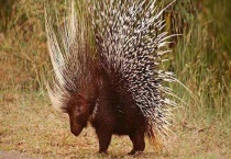 豪猪怎么宰杀？怎么多久？