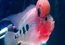 罗汉鱼吃什么牌子饲料 喂食需根据生长时期做出调整