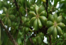 八角和大料的区别？ 附八角的效果和作用