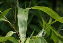 箬叶和芦苇叶的区别？