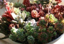 多肉植物浇多少水