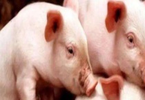 一个人可以养多少猪？附自繁自养1头猪赚多少钱