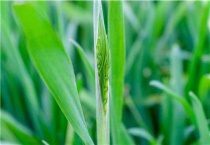 冬小麦最晚啥时候种