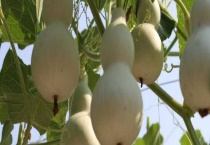 葫芦种植多久？