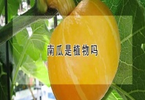 南瓜是植物吗？