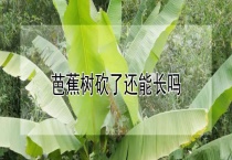 芭蕉树砍了还能长吗？