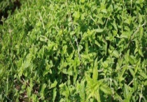 灵草与灵香草有什么不同 附其生长习性特点