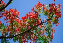 凤凰木什么时候开花？生长习性是什么？