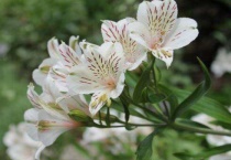 六出花花语是什么？