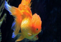 金鱼身上有白点怎么治 附发病的原因？