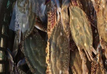 飞蟹的保存方法 附养殖管理技术