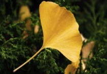 银杏叶长什么样子