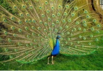 百鸟之王是什么鸟