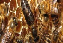 怎么鉴别蜂王的好坏 从以下几方面进行鉴别