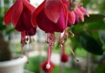 吊钟花可以用水养吗？