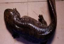 娃娃鱼能不能吃？好不好吃？吃娃娃鱼犯法吗？