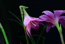 韭莲的花语是什么？