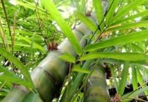 簕竹北方可以过冬吗？