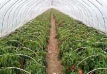 如何使温室蔬菜安全越冬 应对不同天气变化的管理