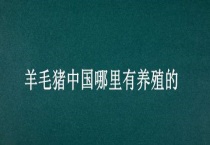 羊毛猪中国哪里有养殖的
