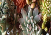 最容易养的多肉植物 姬胧月、虹之玉、冬美人等