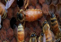 一箱蜜蜂失王了怎么办 具体怎样操作