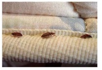 臭虫的危害 应怎么彻底消灭 被咬后应用什么药治疗效果好