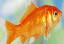 鱼有心脏吗 有耳朵吗 能活多久？