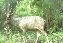 水鹿的特征有哪些？