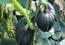 西葫芦与小南瓜的区别？ 颜色、外形和口感均有区别？