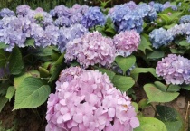 土绣球和无尽夏的区别？