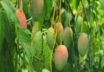 芒果的原产地在哪 中国主要芒果产地集中在哪