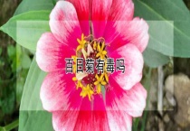 百日菊有毒吗？