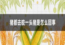 猪都去咬一头猪是怎么回事