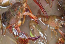 养殖龙虾的条件有哪些 这四点是关键