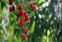 杨梅虫子可以吃吗 如何清洗