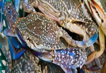 冬蟹和花蟹有什么不同 附这两种蟹的相关介绍