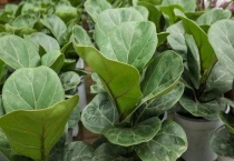 琴叶榕怕冷吗？