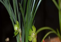 绿云和绿云梅区别？