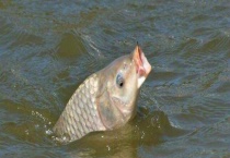 怎么样才能钓到大鱼 钓大鱼用什么饵料