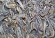 台湾泥鳅的品种知多少 台湾泥鳅从哪里来