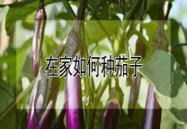 在家如何种茄子
